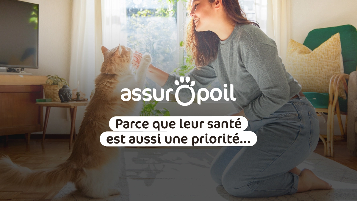 Illustration pour remboursement soins animaux