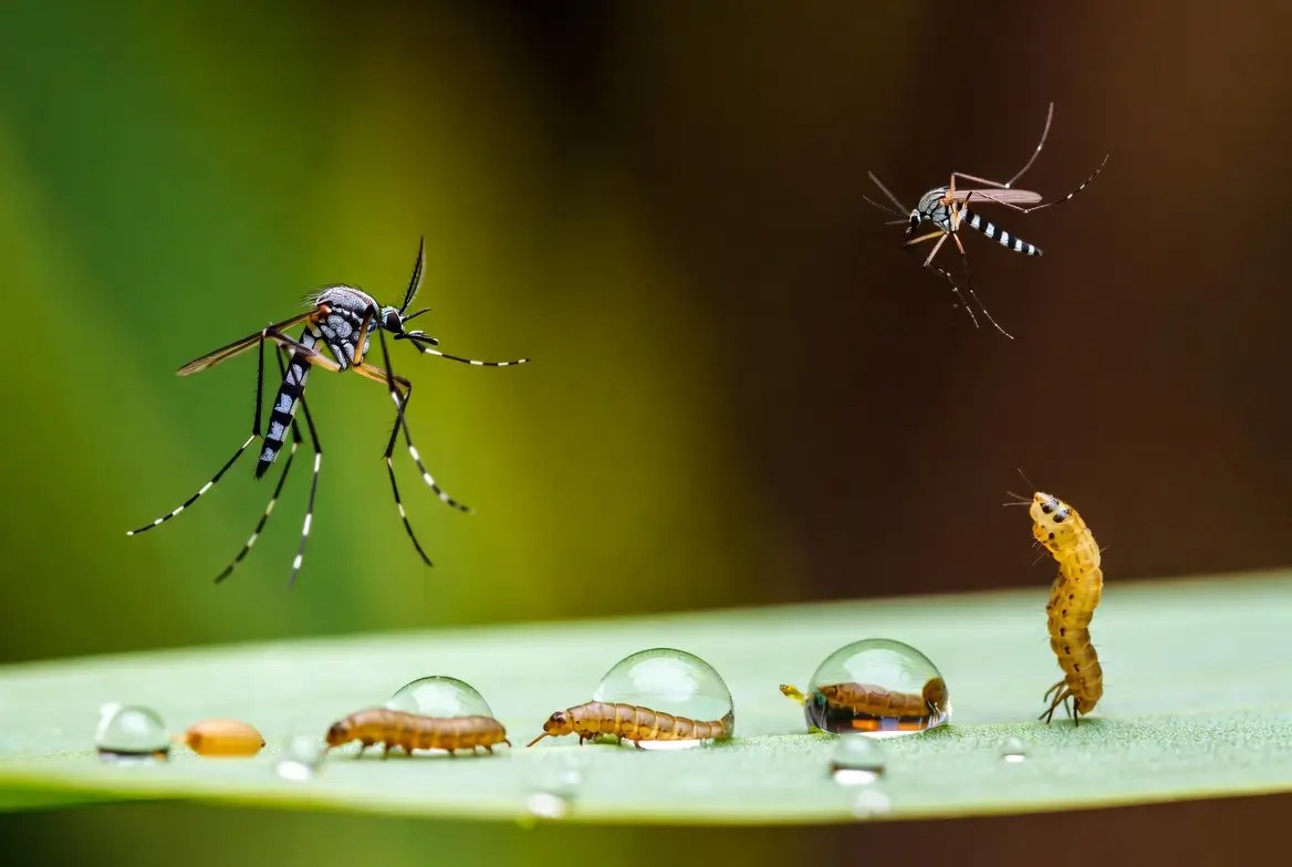 Moustique adulte posé sur une feuille, illustration de son cycle de vie